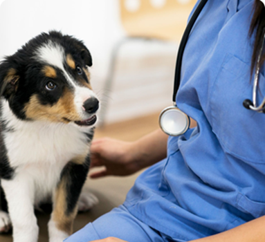 Petcare TAM Petcare TAM